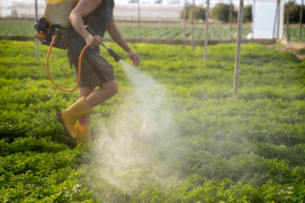 Best Pest Control for Businesses  in Cave Creek, AZ